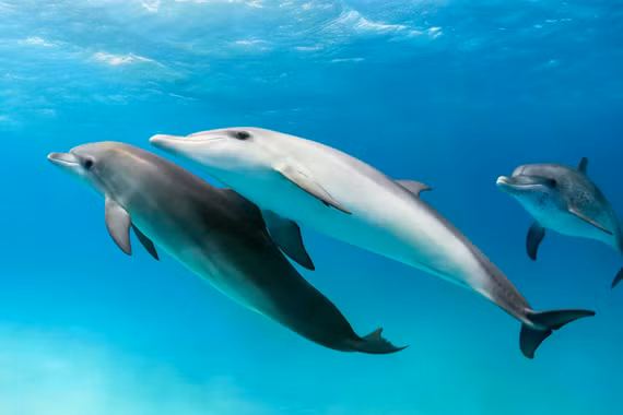 Liệu động vật có thể gọi nhau bằng tên như con người?