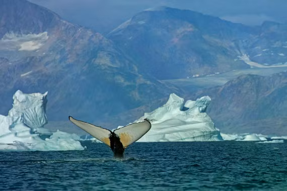 Hàng nghìn cá voi đổ về Greenland, Bắc Cực đang thay đổi?