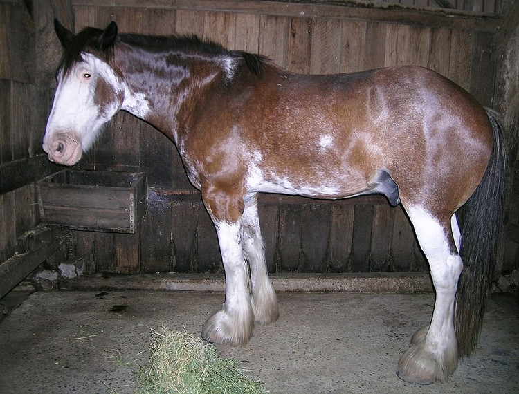ngua-clydesdale2.jpg