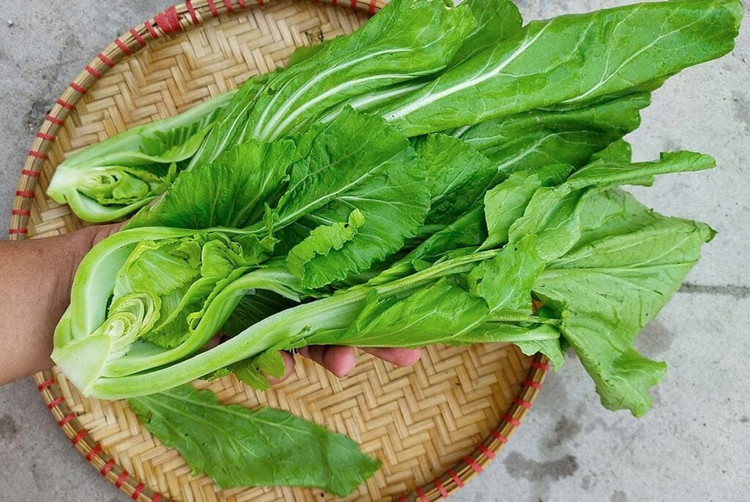rau-cai-be-xanh-7502.jpg