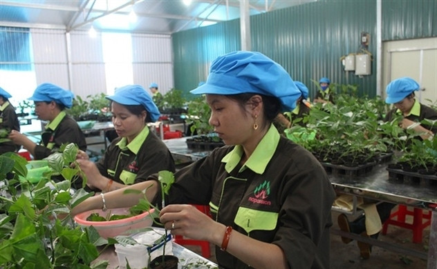 nafoods group lai dinh an phat thue