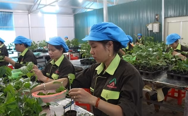 nafoods group lai dinh an phat thue