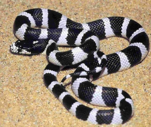 Rắn cạp nia - Ảnh minh họa BVCC