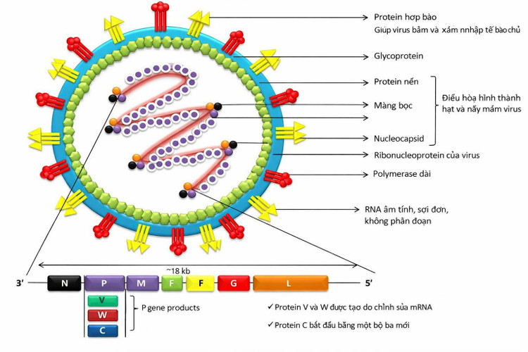 virus-nepan.jpg