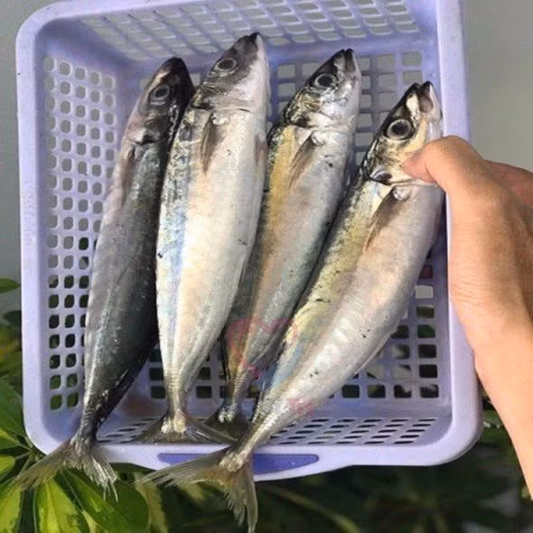 Nhóm thực phẩm giàu omega-3 như cá béo tốt cho sức khỏe.