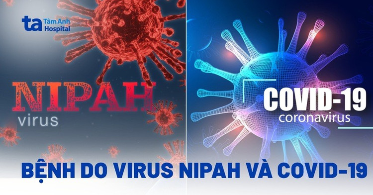 virus-nipah-va-covid-19.jpg