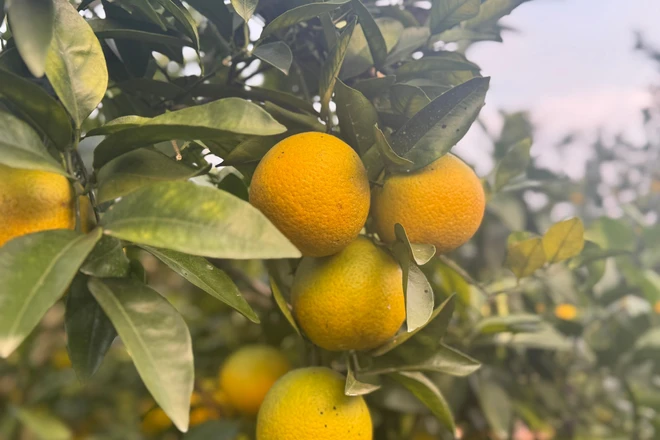 Cam giòn Đồng Lộc phủ vàng những sườn đồi, nâng cao giá trị kinh tế địa phương