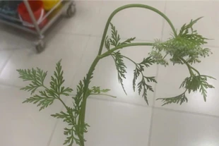 3 người ngộ độc sau ăn cây cần dại- Cẩn trọng với rau hoang mọc ven ruộng