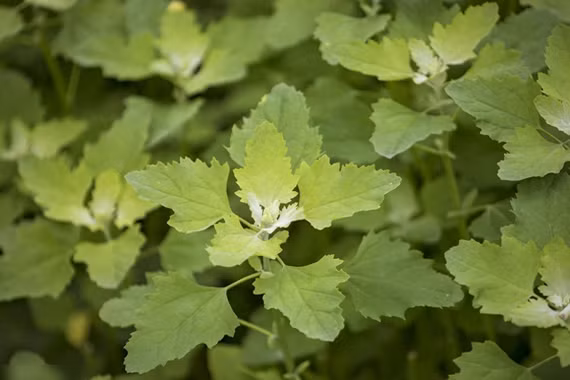 Rau muối - siêu thực phẩm dân dã giúp bổ máu, tốt cho xương