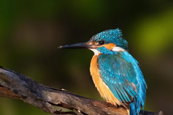 Chim bồng chanh - 'tia chớp xanh' rực rỡ giữa thiên nhiên