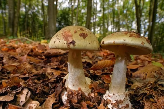 Nấm tử thần, loài nấm độc nguy hiểm trông giống nấm rơm