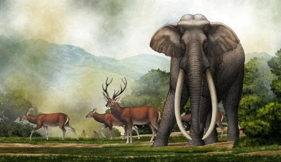 Soi loài voi ngà thẳng khổng lồ bị người Neanderthal săn bắt 