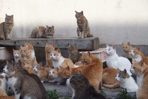 Suy giảm cư dân, đảo Aoshima ở Nhật Bản trở thành 'vương quốc' của mèo 