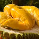 Sầu riêng Musang King rớt giá kỷ lục chưa từng có