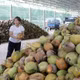 Nắng nóng và xuất khẩu đẩy giá dừa tươi tăng vọt