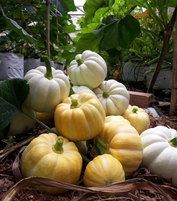 Có đầu mối bán được vài tạ bí ngô mini dù còn cách lễ hội Halloween cả tháng. (ảnh: Vũ Huyền)