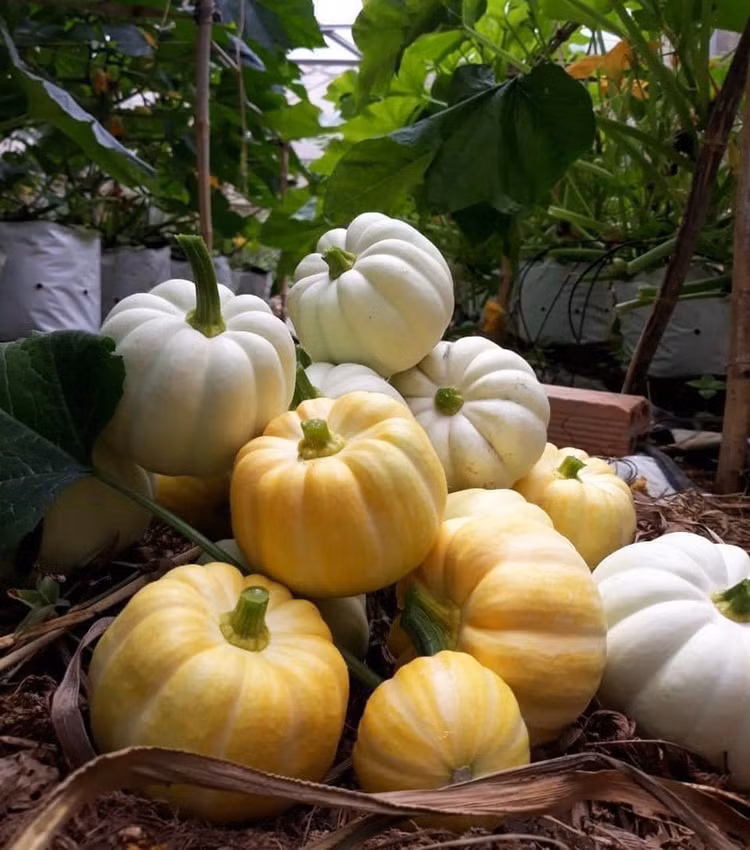 Có đầu mối bán được vài tạ bí ngô mini dù còn cách lễ hội Halloween cả tháng. (ảnh: Vũ Huyền)