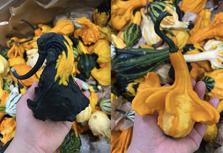 Loại bí xấu với các hình thù kỳ dị có giá vô cùng đắt đỏ vẫn hút khách mua (ảnh: Vũ Huyền)