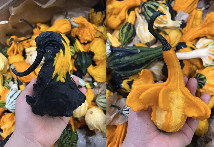 Loại bí xấu với các hình thù kỳ dị có giá vô cùng đắt đỏ vẫn hút khách mua (ảnh: Vũ Huyền)