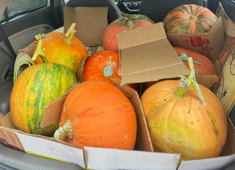 Nhiều người sẵn sàng chi vài triệu đồng để mua 1 quả bí ngô khổng lồ (ảnh: Vũ Huyền)