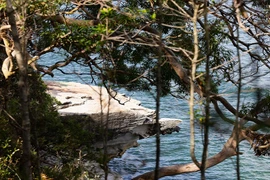 Bé trai 12 tuổi tử vong vì cá mập tấn công