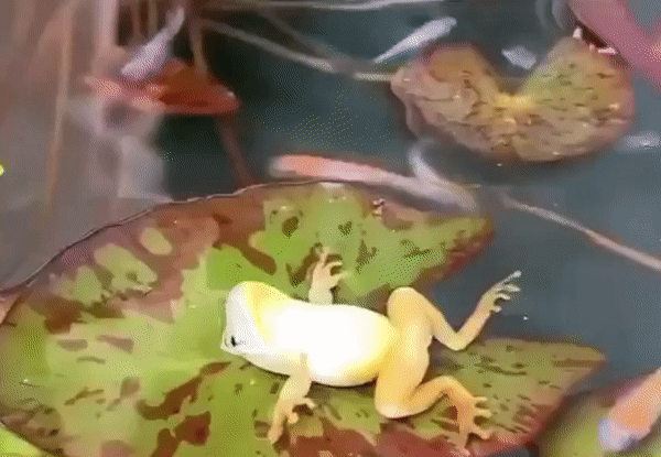 Ếch nằm ngửa tắm nắng - VnExpress