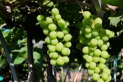 Nho cảnh tiền triệu hút khách dịp Tết Bính Ngọ 2026