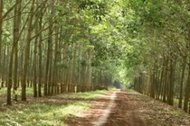 Đồng Nai: Tiến độ thu hồi hơn 33 khu đất của Donaruco vẫn còn chậm