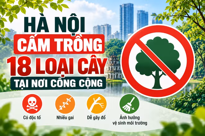 [INFOGRAPHIC] Danh sách 18 loại cây Hà Nội cấm trồng tại nơi công cộng