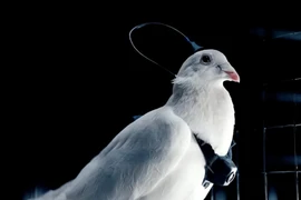 Nga cấy chip não biến chim bồ câu thành drone sống