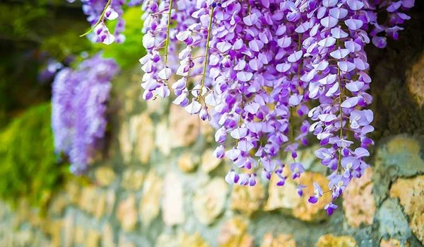 4 cây cảnh trấn trạch giữ nhà, sống trăm năm vẫn tươi tốt