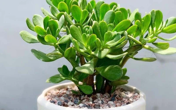 5 cây cảnh Thần Tài, cứ trồng là trổ 'hoa tài lộc'