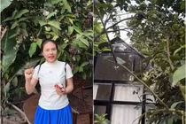 Thích mắt ngắm vườn trái cây trĩu quả của Vân Trang 