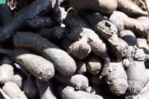 Đặc sản "nhìn ghê sợ" hơn nửa triệu đồng/kg hút khách 