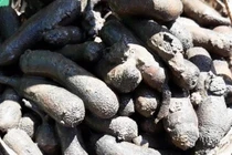 Đặc sản "nhìn ghê sợ" hơn nửa triệu đồng/kg hút khách 