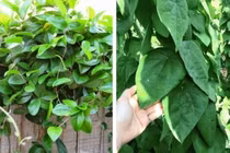 Cây dại bất ngờ thành đặc sản hái là có tiền