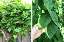 Cây dại bất ngờ thành đặc sản hái là có tiền