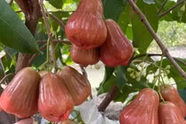 Mận hồng 200.000 đồng/kg hút khách có gì đặc biệt? 