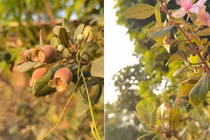 Bên trong vườn cây sum suê trái ở Củ Chi của Mỹ Tâm