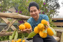 Vườn trái cây trĩu quả của ca sĩ Trọng Tấn 