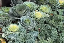 Rau củ thành cây cảnh độc đáo đón Tết 