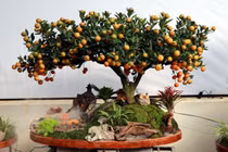 Thị trường quất cảnh Tết sôi động với nhiều tác phẩm độc đáo