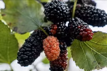 Nông dân ngoại thành Hà Nội tất bật thu hoạch dâu tằm 