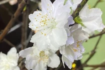 Bạch đào hút khách dịp Tết Nguyên đán 2026