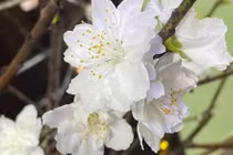 Bạch đào hút khách dịp Tết Nguyên đán 2026