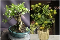 Ngắm bonsai mini siêu đẹp chơi Tết Bính Ngọ 2026 
