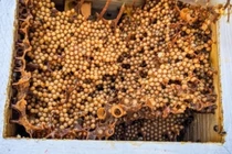 Đặc sản nghe tên "ngượng chín mặt" 2 triệu đồng/lít vẫn hút khách