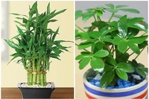 5 loại cây phong thủy hút tài lộc vào nhà "như nước lũ"