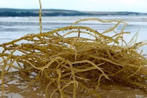 Loài rau dại mọc từ đá, 800.000 đồng/kg hút khách 