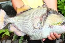 Loài cá xưa không ai biết, nay nửa triệu đồng/kg vẫn khó mua